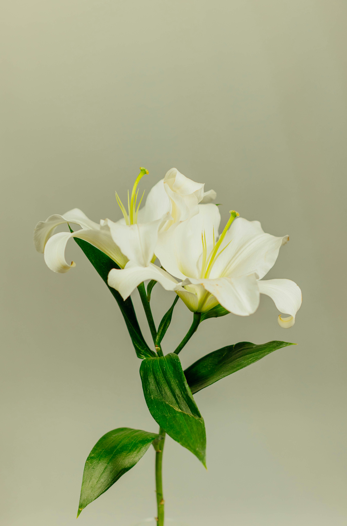 Scented Gardenia Natural Home 7 oz scented candle